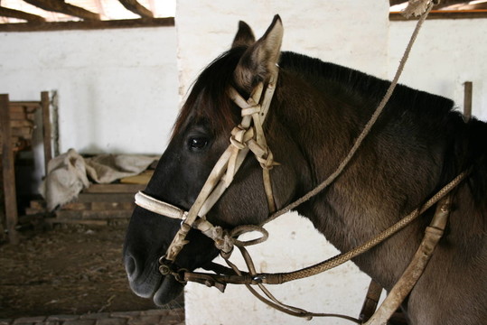ingrata