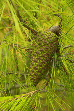 pinecone 01