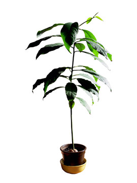 avokado