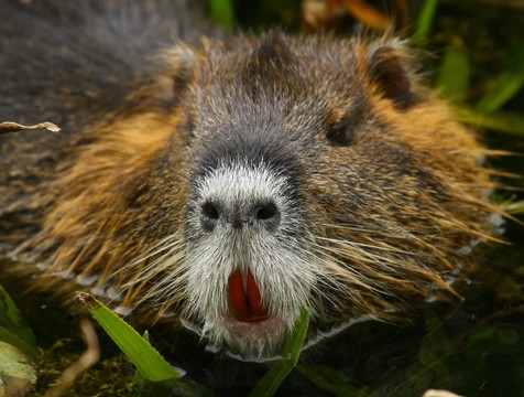動物