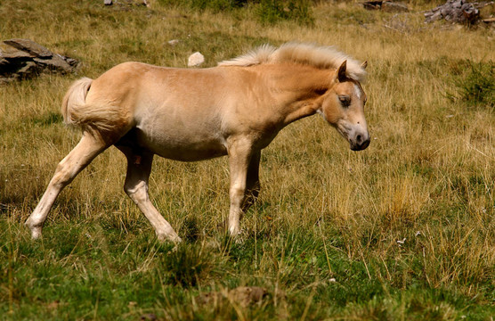 在蒂羅爾州的Haflinger