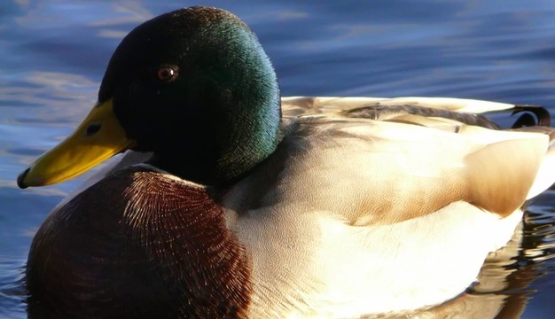 鳥