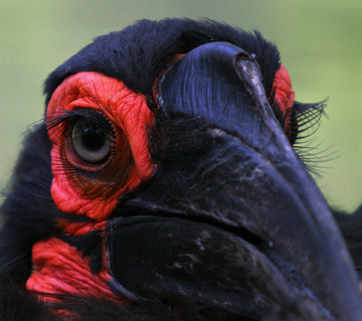 犀鳥