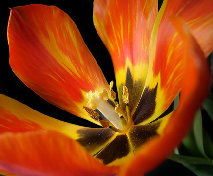 花卉