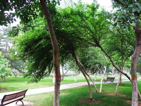 公園景色