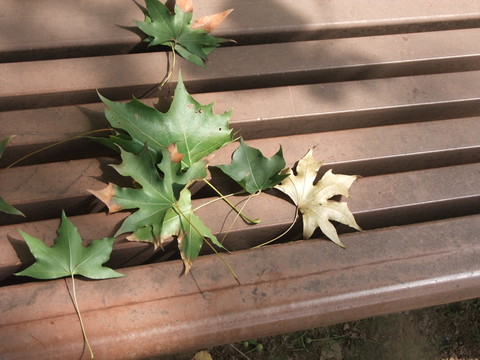 秋葉