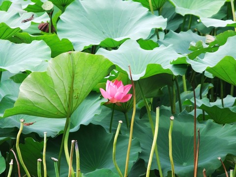 荷花荷葉