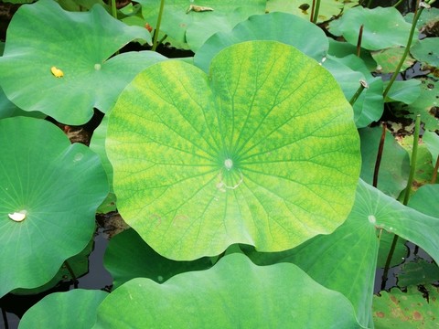 荷葉
