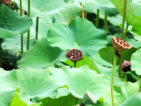 荷葉和蓮蓬