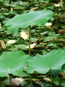 荷葉蓮花