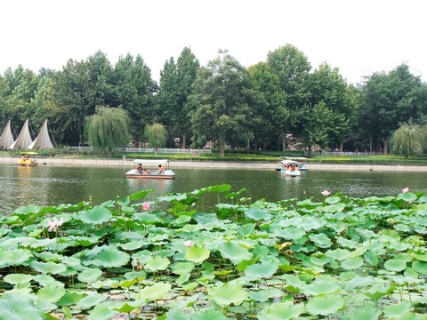 公園荷塘風(fēng)景