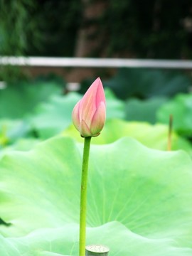 荷花荷葉