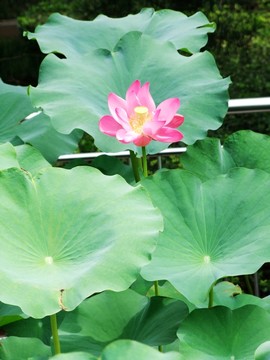 荷花荷葉