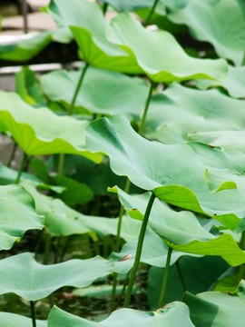 荷葉