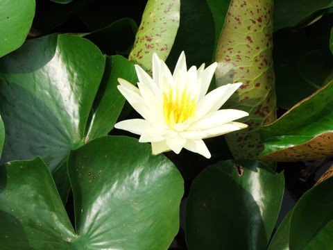 蓮花