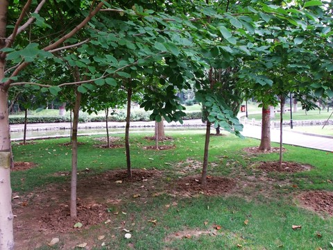 公園綠色