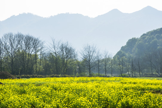 油菜花地