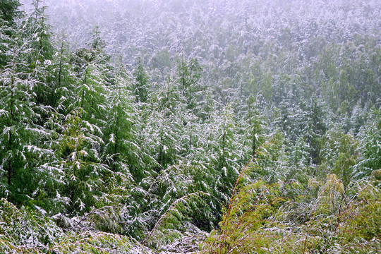 初秋森林雪景