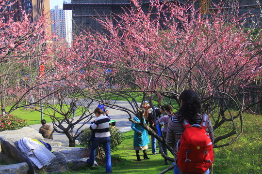 沙灣公園梅花
