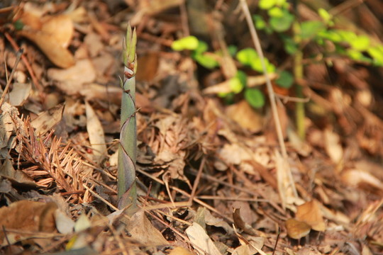 小筍子小竹筍小春筍
