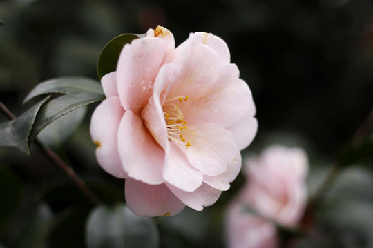 山茶花