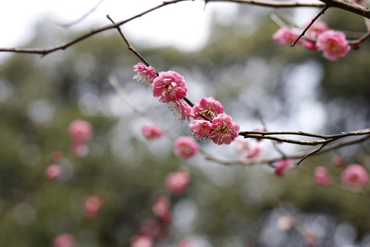梅花