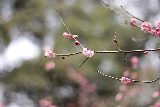 梅花