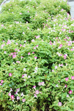 牽?；?野花