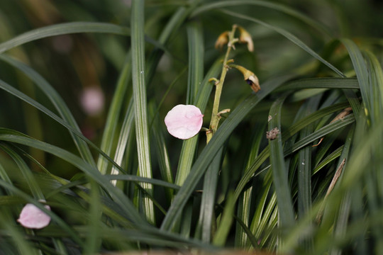 花瓣飄落
