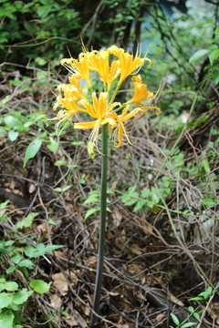 野花