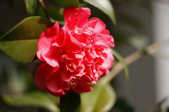 山茶花