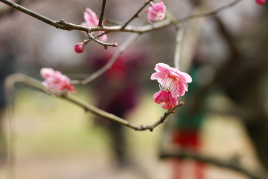 梅花