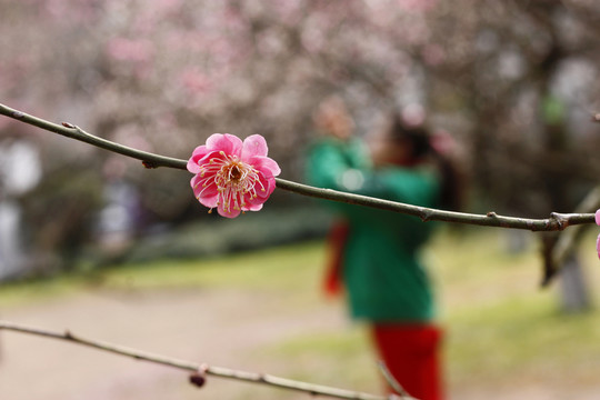 梅花