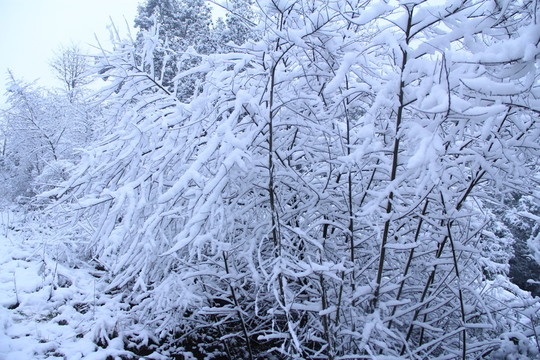 銀裝素裹樹枝上的雪