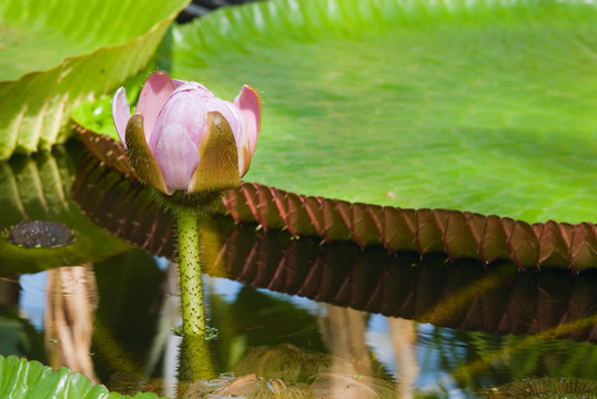 Victoria regia，旅游水百合