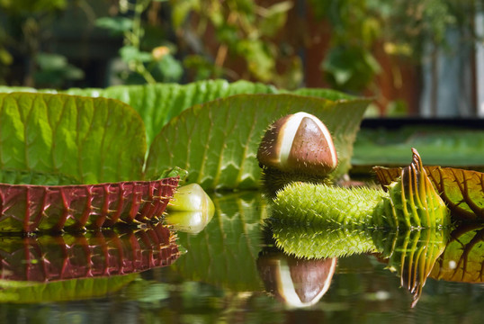 Victoria regia，旅游水百合