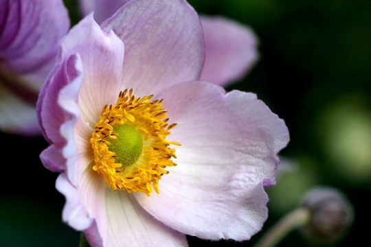 japananemone