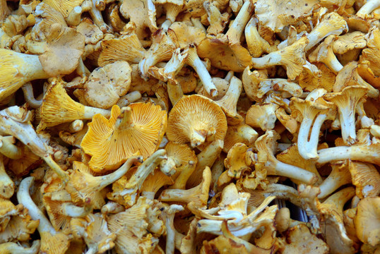 雞油菌