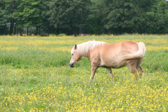 在maralwiese Haflinger