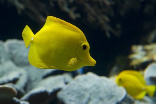 黃色熱帶魚(yú)