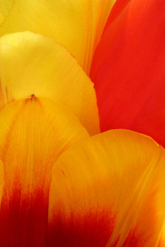 tulpia