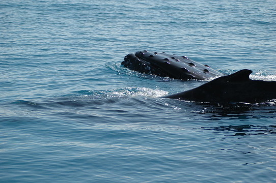 澳大利亚附近的座头鲸