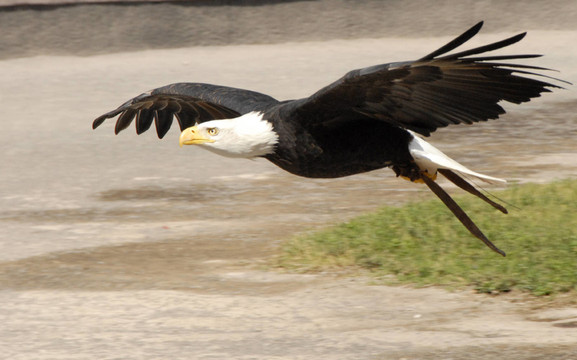 weisskopfseeadler