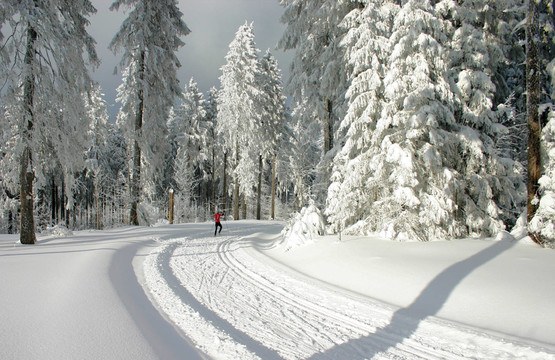 冬季森林中的滑雪道