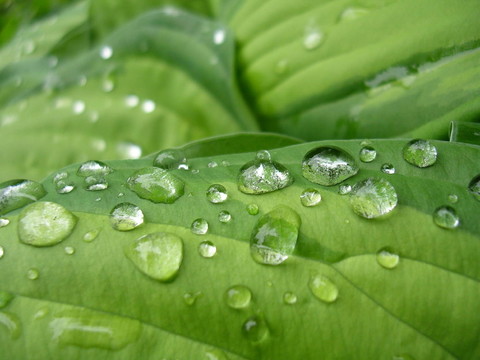 葉子上滴水珠