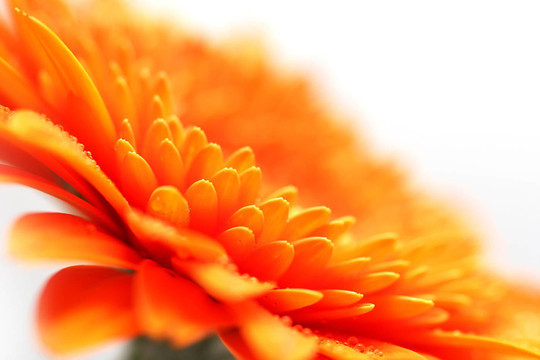 開花