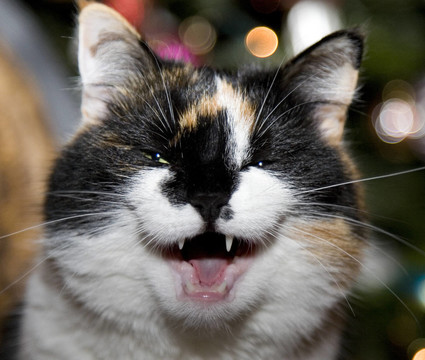 katzenportrait