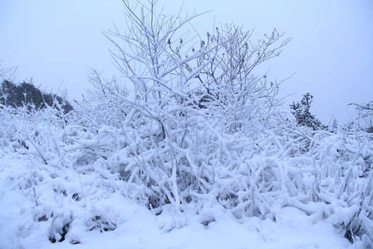 長(zhǎng)沙梅溪湖桃花嶺雪景