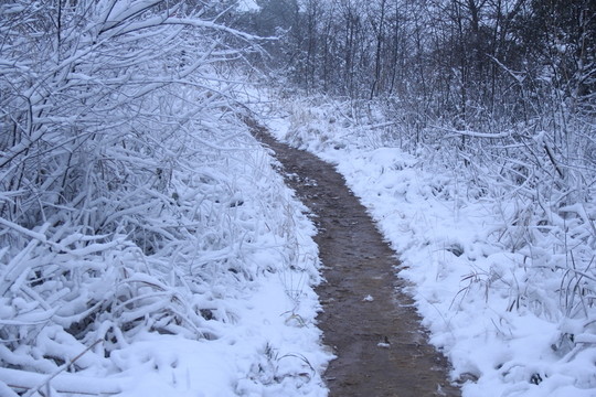 長(zhǎng)沙梅溪湖桃花嶺雪景