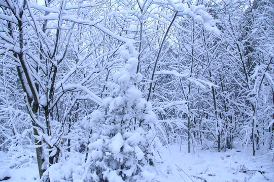 長沙梅溪湖桃花嶺雪景